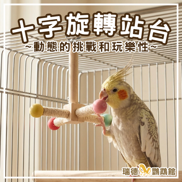 ☆瑞德鸚鵡館☆【鸚鵡攀爬站台】十字攀爬站台 天然木質 鎖片式 旋轉棲木 磨爪麻繩 中小型鳥 趣味站架 玄鳳 虎皮 和尚