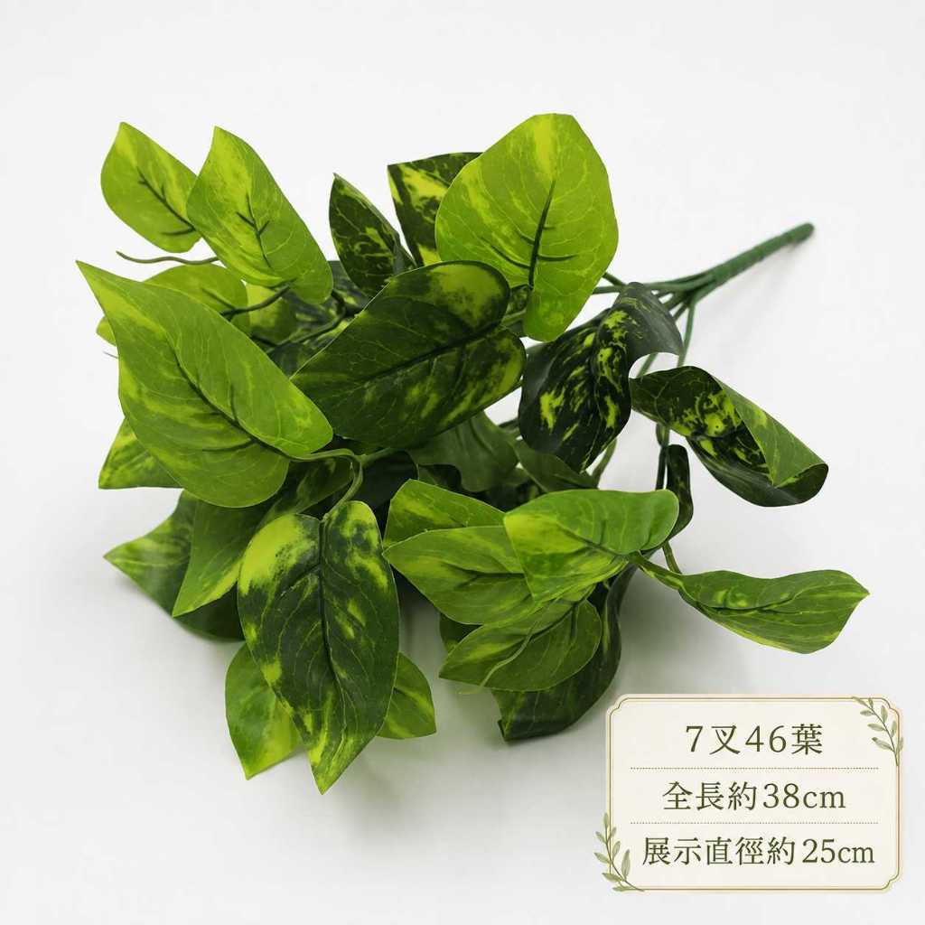 7叉大花蘿葉/花葉萬年青