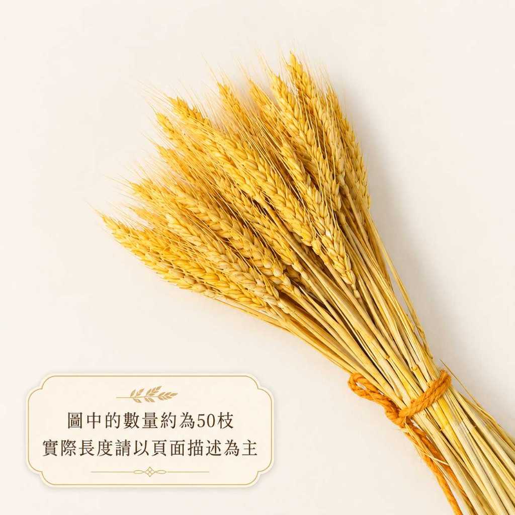 台灣現貨【40cm天然乾燥麥穗】乾燥麥穗, 天然麥穗, 乾燥小麥穗, 40cm乾燥花, 原色麥穗, 金色麥穗, 金黃色麥