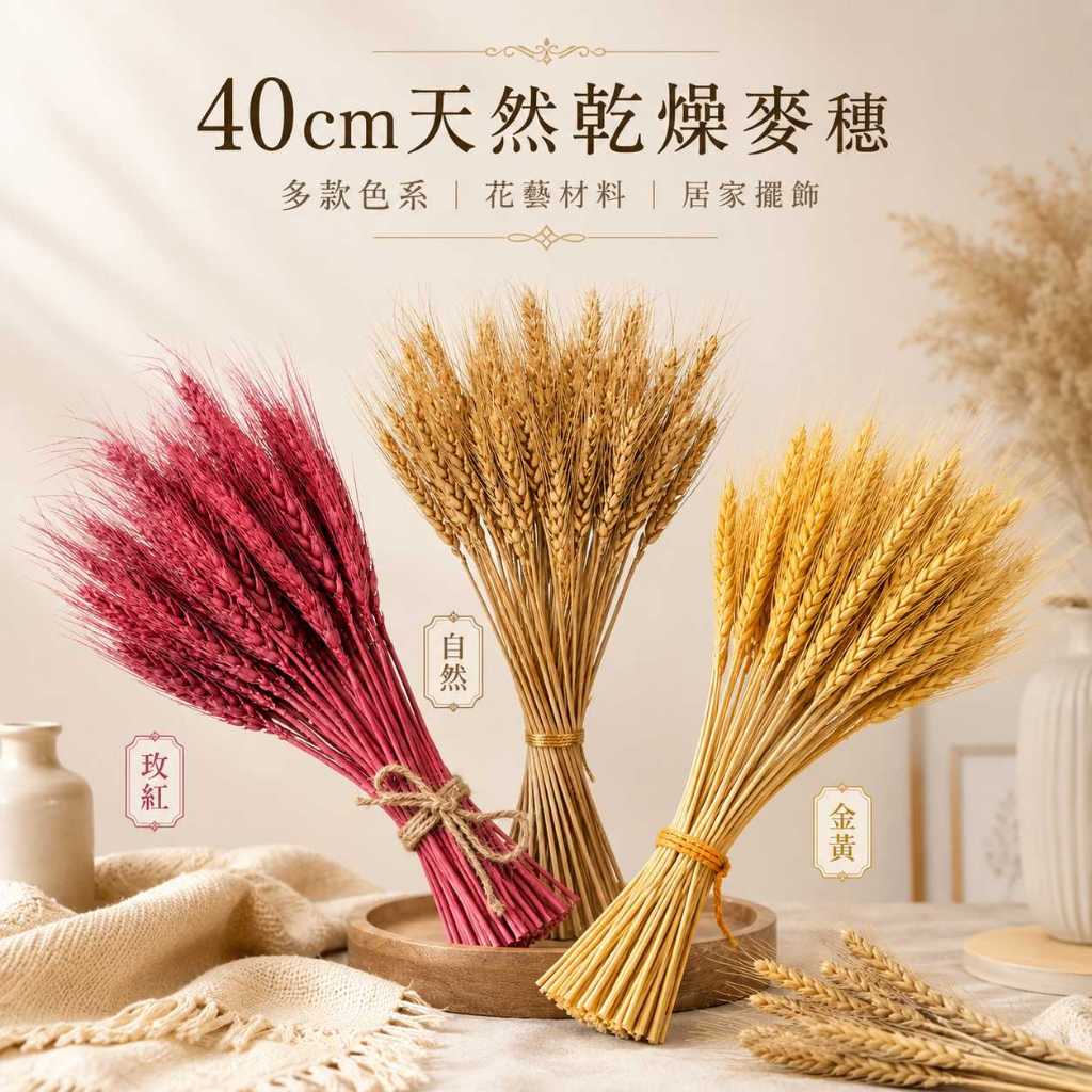 台灣現貨【40cm天然乾燥麥穗】乾燥麥穗, 天然麥穗, 乾燥小麥穗, 40cm乾燥花, 原色麥穗, 金色麥穗, 金黃色麥