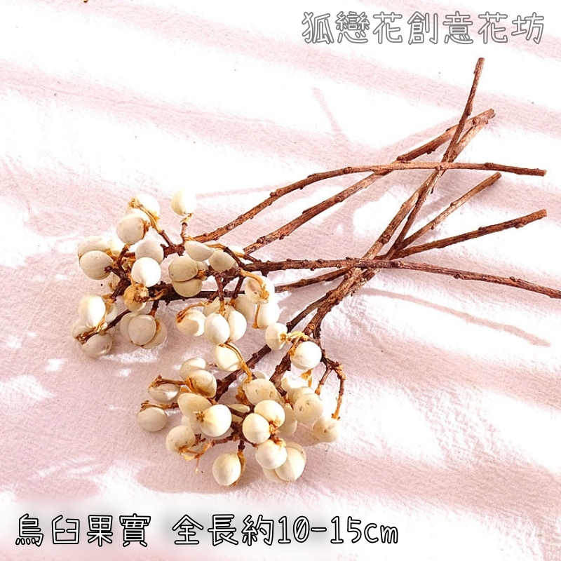 烏臼(1份約5~7枝)