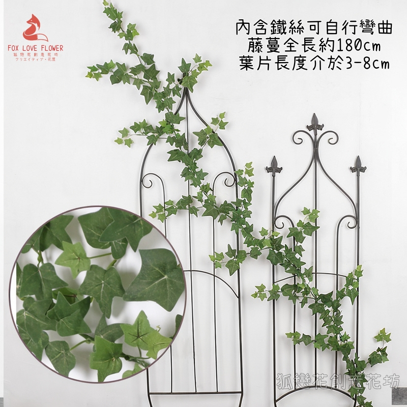 分叉爬山虎