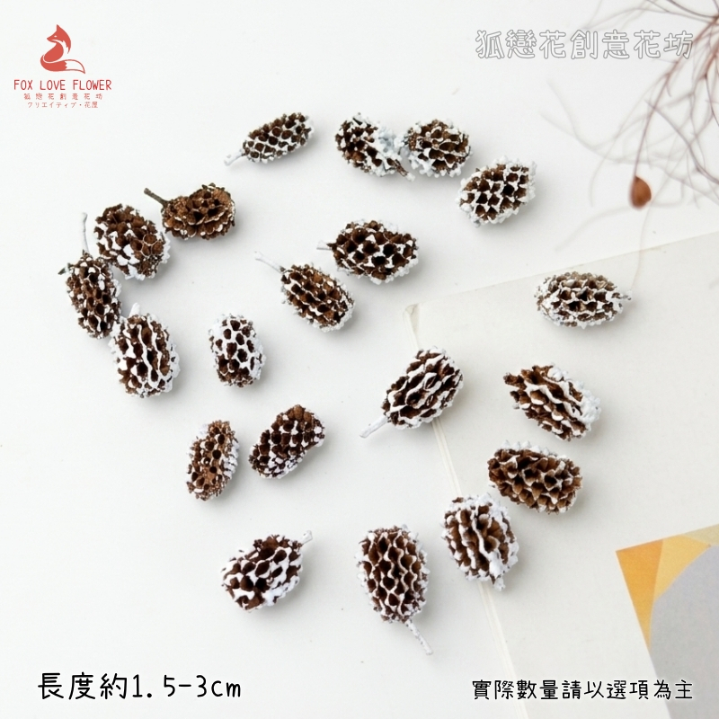 ❰雪色❱大木麻黃(10顆),本頁面僅花頭不帶桿