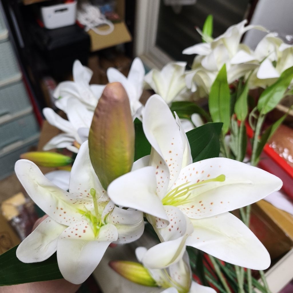 2頭長枝百合❰白❱橘黃花苞