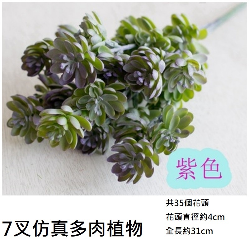 7叉多肉植物(紫綠)