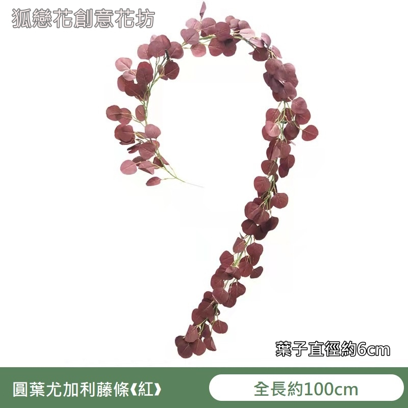 200cm圓葉尤加利❰紫紅❱