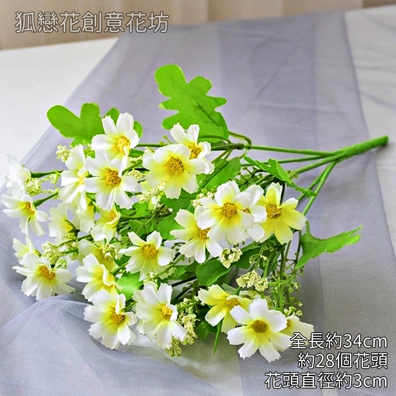 小雛菊（白）