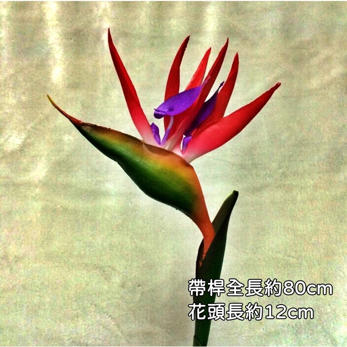 80cm仿真天堂鳥(紅色)