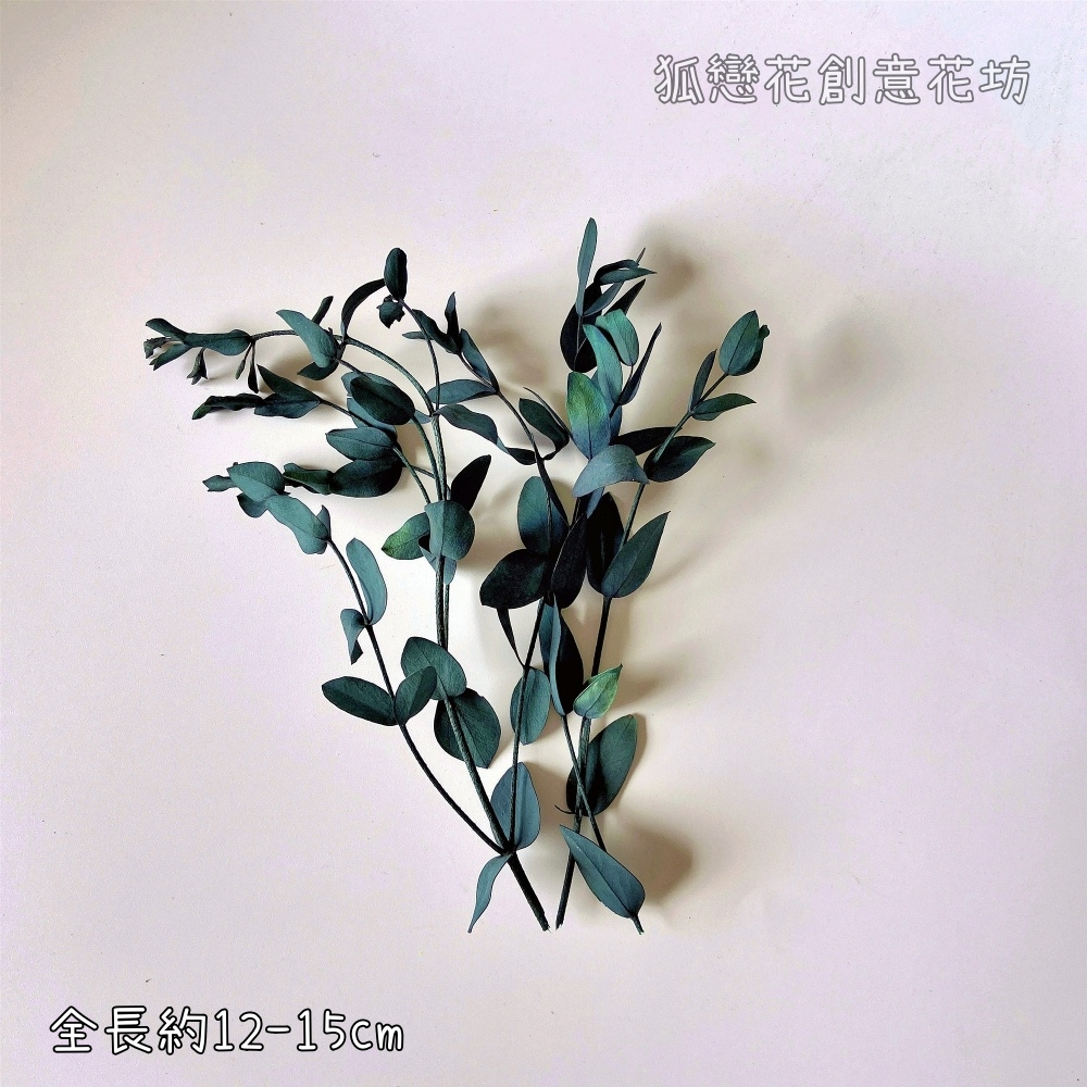 ❰綠色❱尖葉尤加利(小葉桉)1份