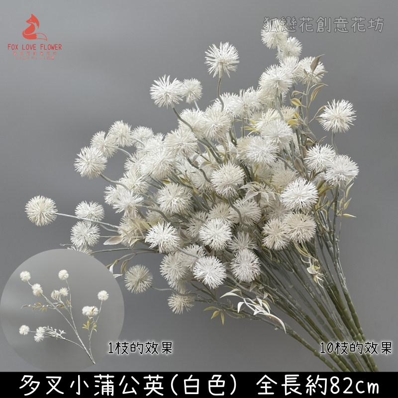 白色多叉小蒲公英