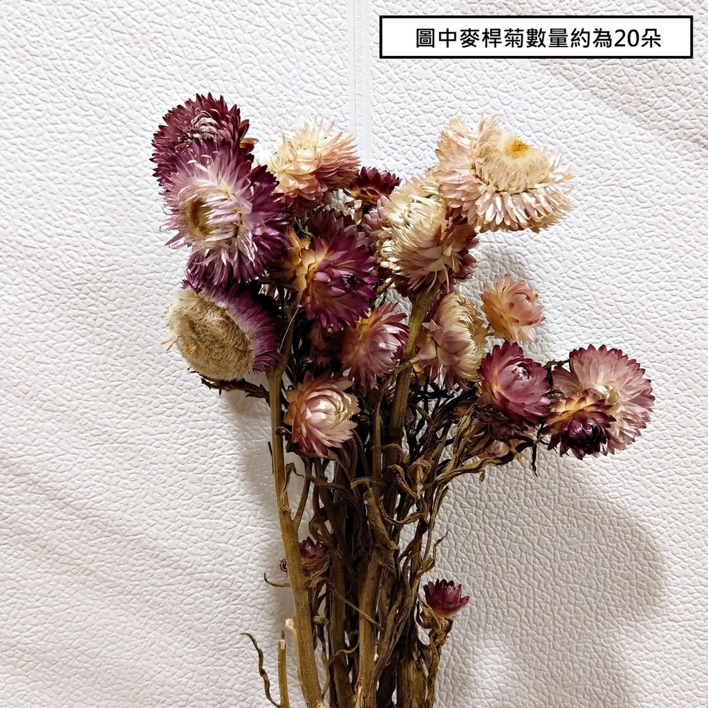帶桿麥稈菊(顏色隨機)5~7朵,🦊~賣場商品眾多，歡迎參觀選購~🦊