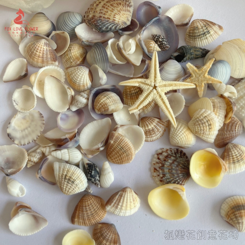 台灣現貨【夢幻海洋DIY藝術材料包】海星海螺貝殼混合包迷你海星 夢幻海洋DIY材料包, 海星材料, 海螺殼材料, 貝殼材