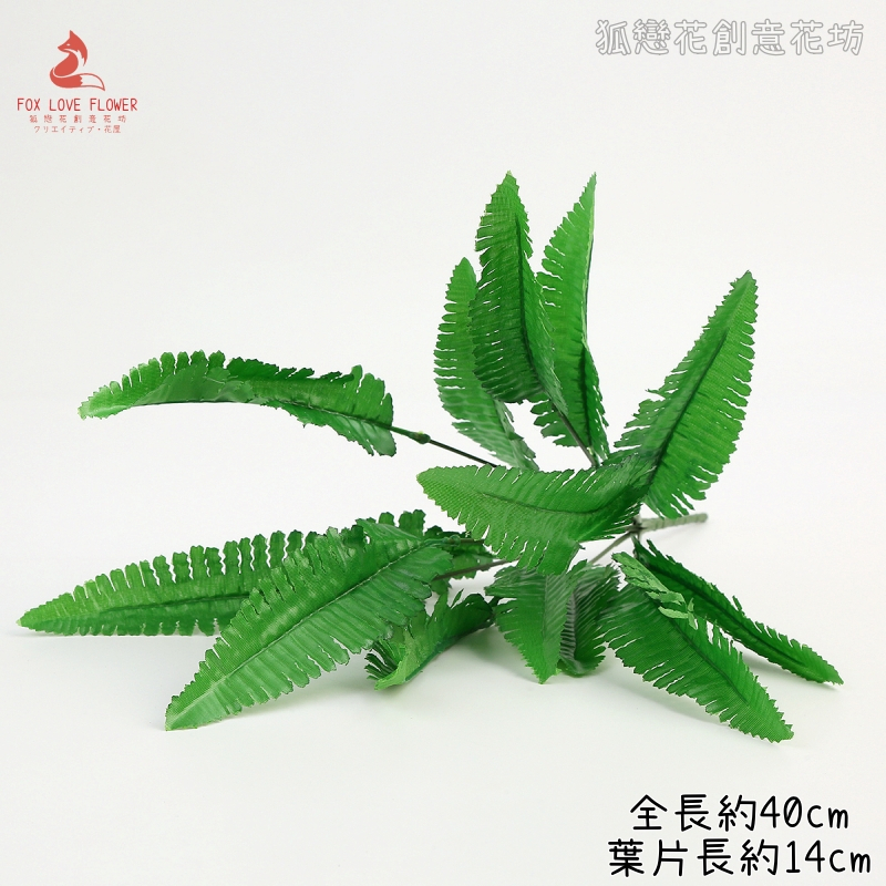 14葉<小>波士頓蕨草