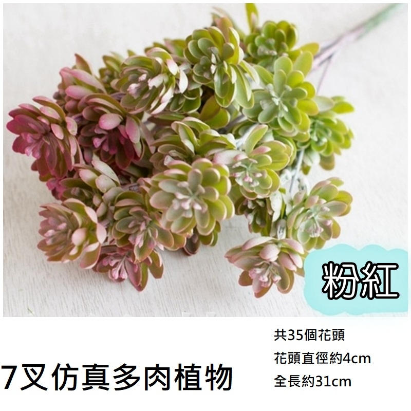 7叉多肉植物(粉綠)