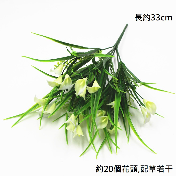 7叉馬蹄蓮/海芋(白)