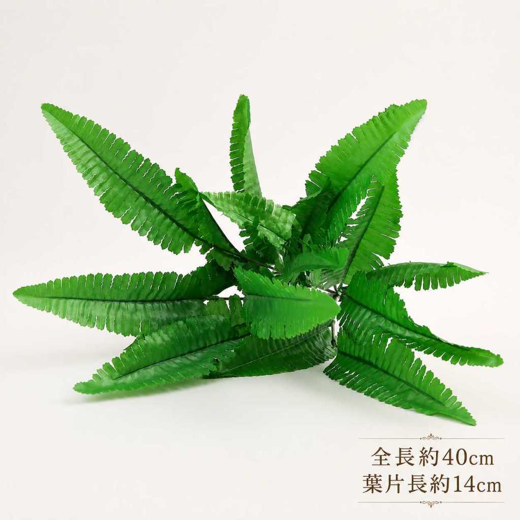 21葉<小>波士頓蕨草