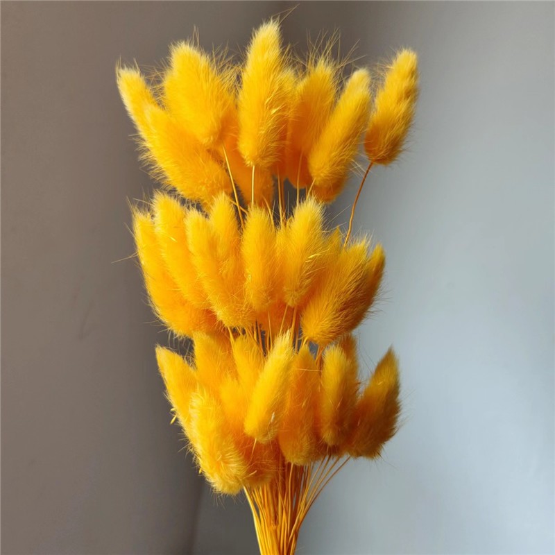 橘色,1 支