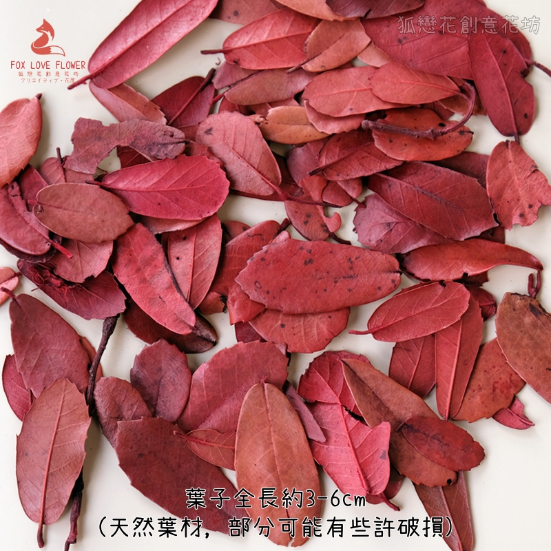 ❰紅色❱乾燥小樹葉(10片),🦊~賣場商品眾多，歡迎參觀選購~🦊