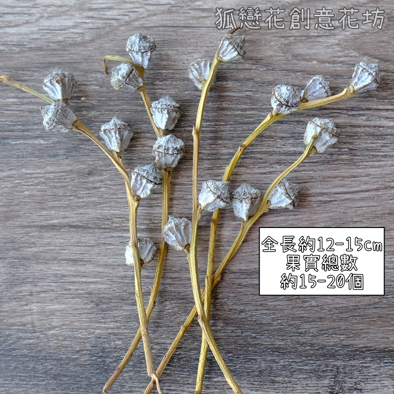 ❰原色❱帶枝小尤加利果(藍桉果)1份