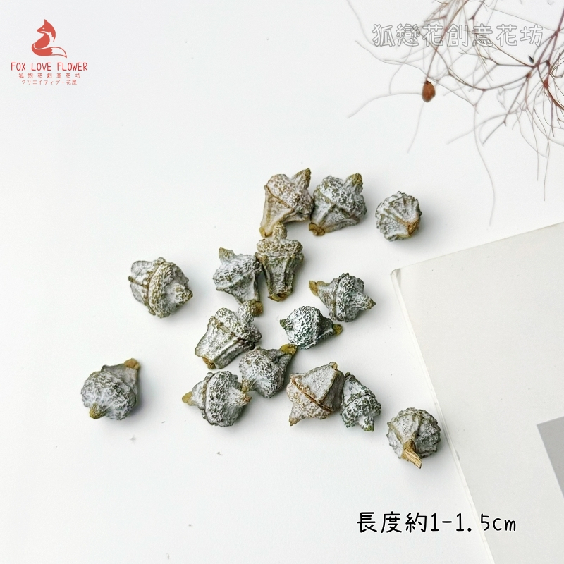 ❰原色❱小尤加利果(5顆)