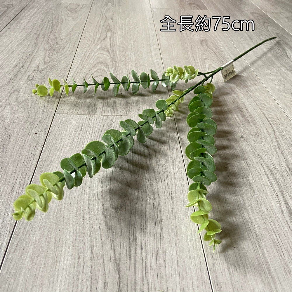 3叉長枝尤加利(綠)