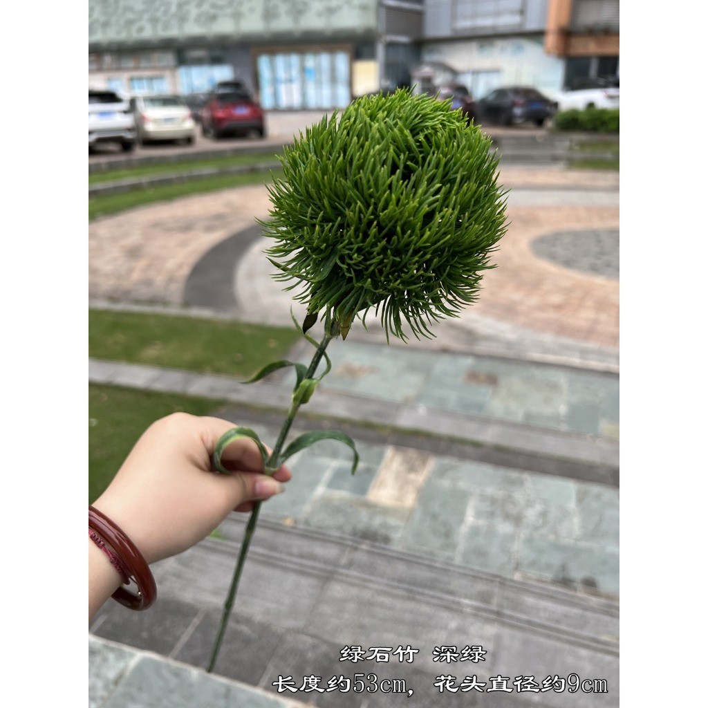 大綠石竹(深綠)