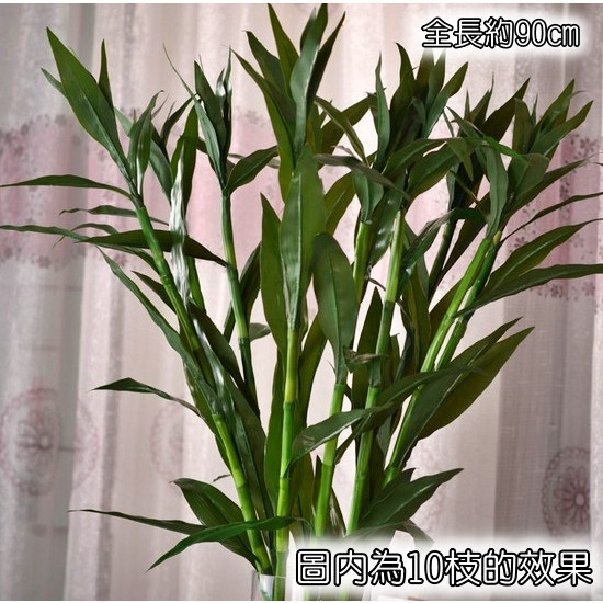 綠色長枝富貴竹