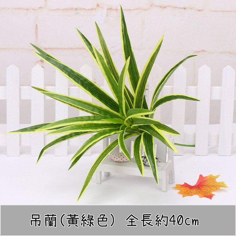 吊蘭(黃綠)