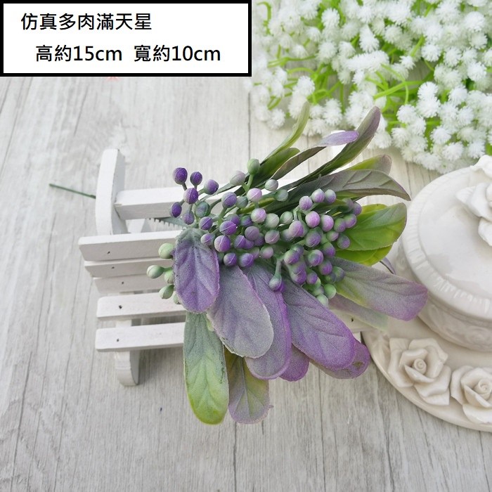 多肉滿天星(紫綠)