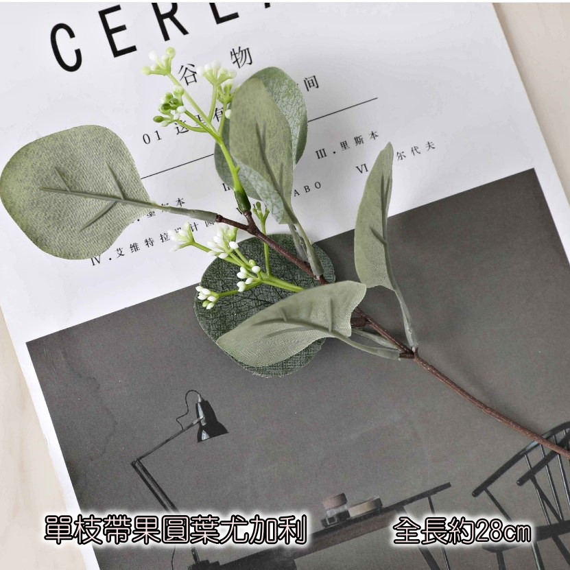 單枝帶果圓葉尤加利