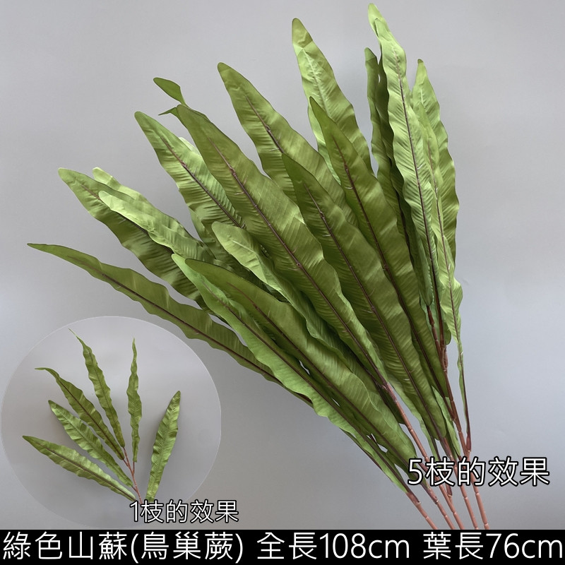 綠色山蘇