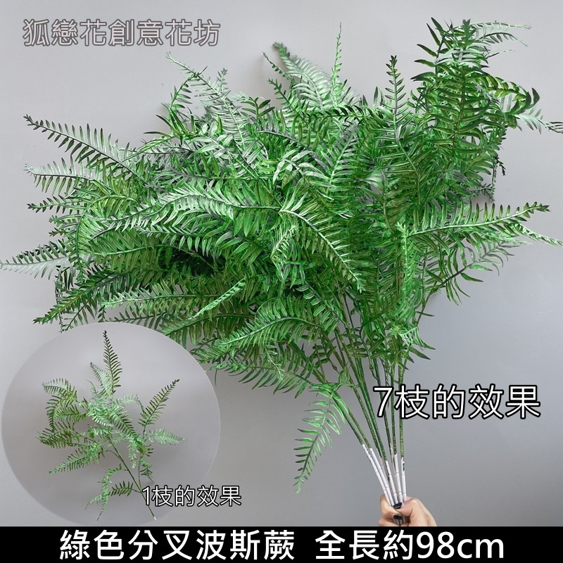 綠色分叉波士頓蕨