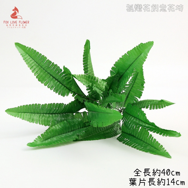 21葉<小>波士頓蕨草