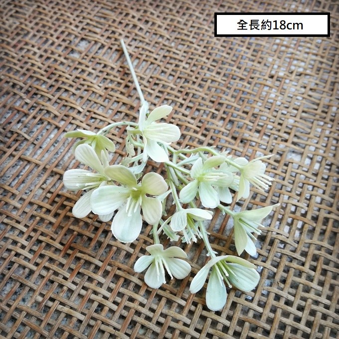 五葉配草(白綠)