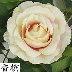 【溫潤香檳】12cm大玫瑰4朵