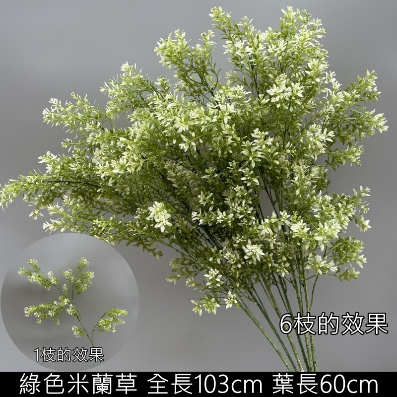 綠色米蘭草