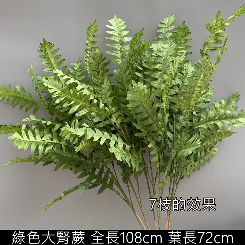 綠色長枝大腎蕨