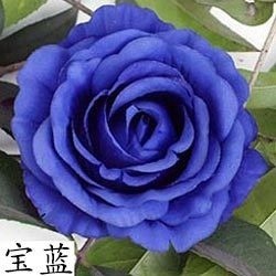 【寶藍珍藏】12cm大玫瑰4朵