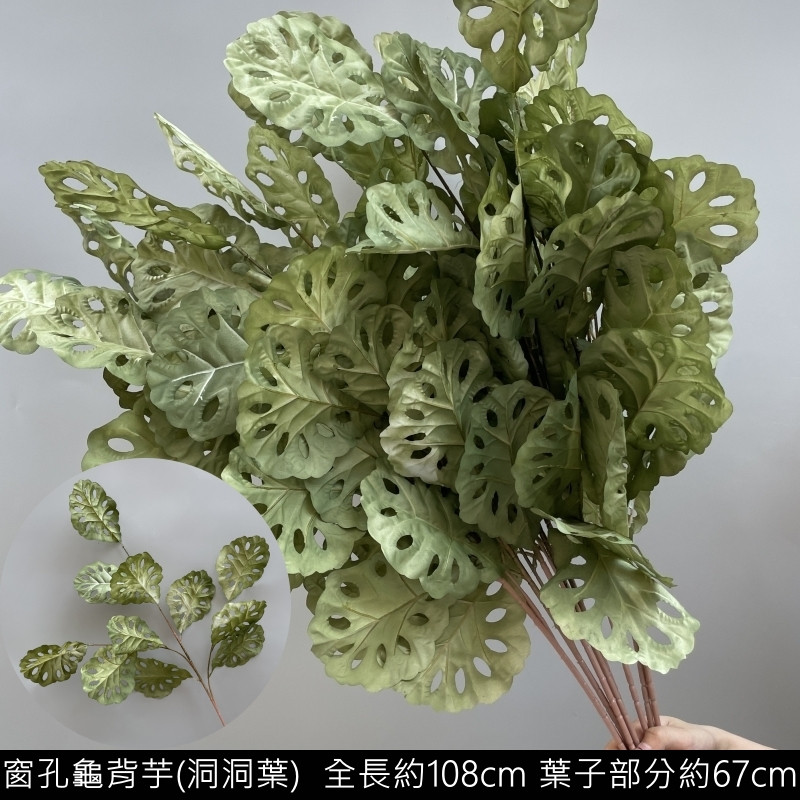 綠色窗孔龜背芋