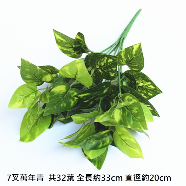 7叉小萬年青/花蘿