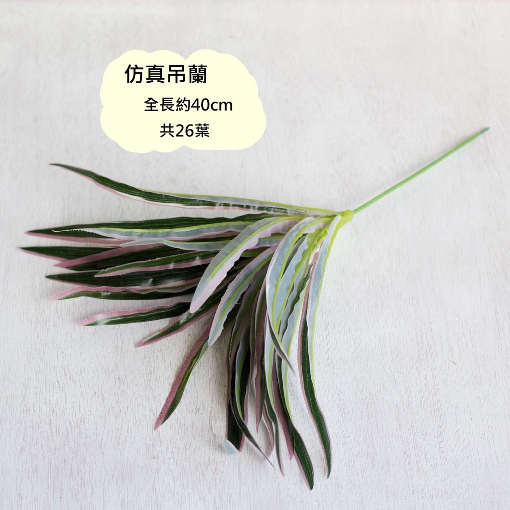 吊蘭(粉綠)