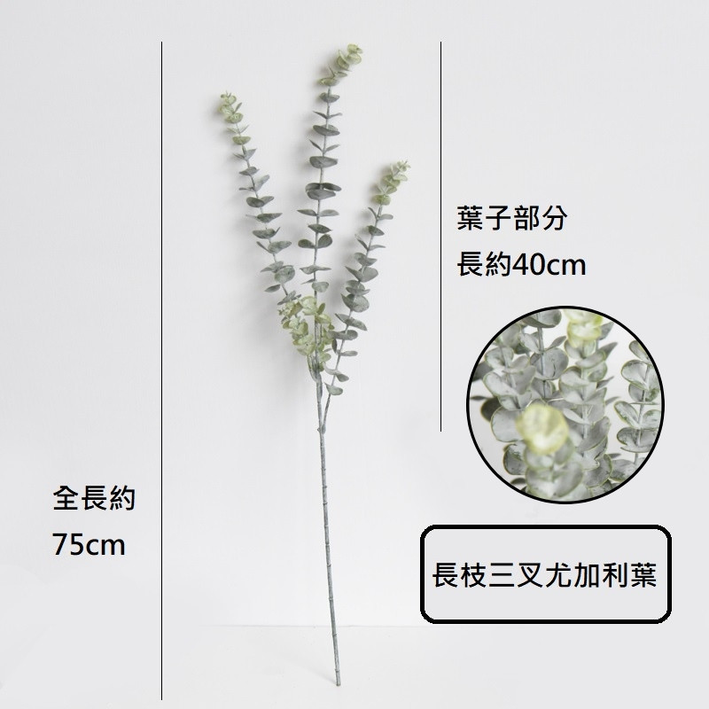 3叉長枝尤加利(掛霜白)