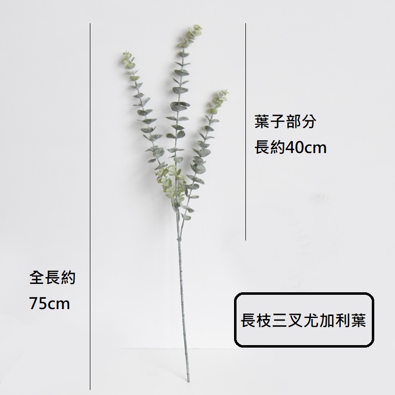3叉長枝尤加利(掛霜白),價錢為1束的價格