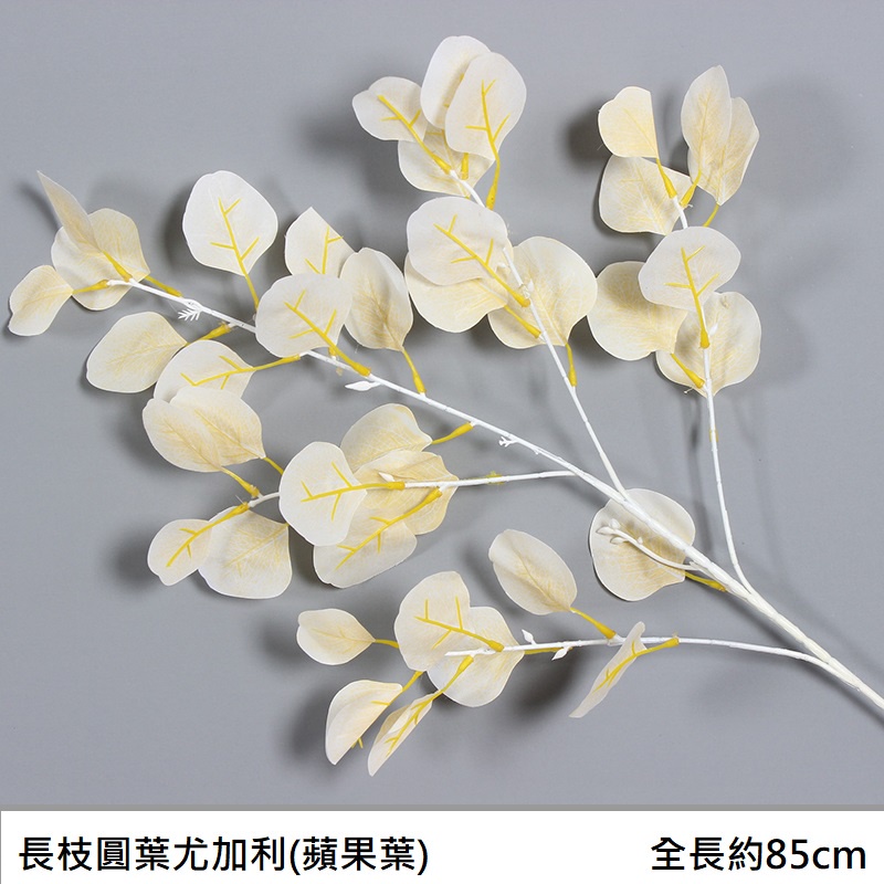 長枝圓葉尤加利❰香檳❱,價錢為1束的價格