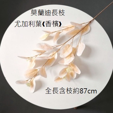莫蘭迪長枝尤加利葉❰香檳❱,價錢為1束的價格