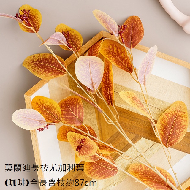 莫蘭迪長枝尤加利葉❰咖啡❱,價錢為1束的價格