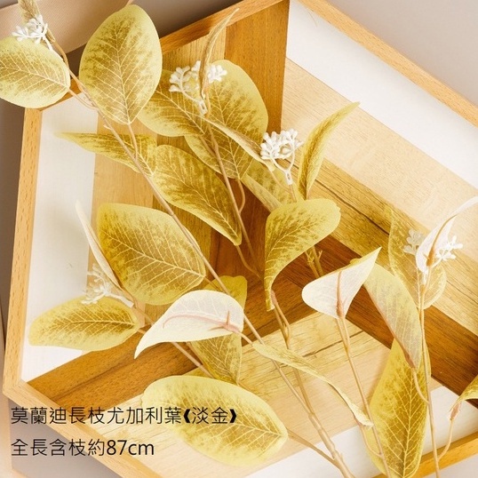 莫蘭迪長枝尤加利葉❰淡金❱,價錢為1束的價格